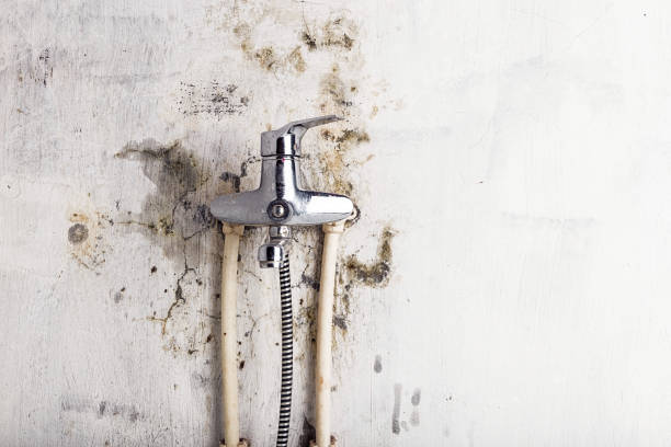 Best Basement Mold Remediation in West Point, KY