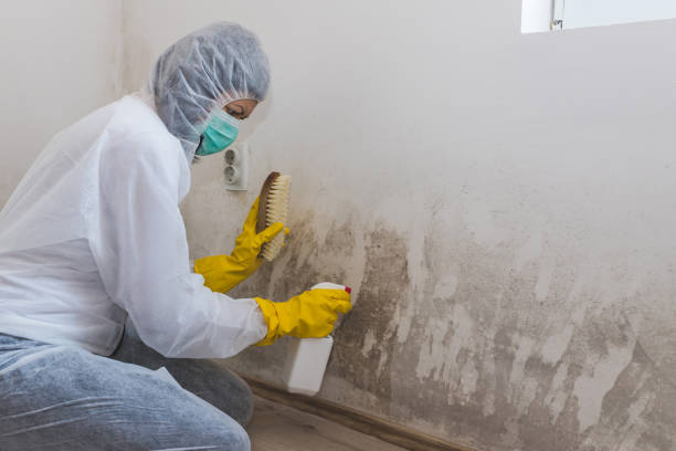 Best Post-Flood Mold Remediation in West Point, KY