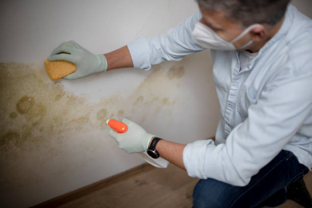 Best Attic Mold Remediation in West Point, KY
