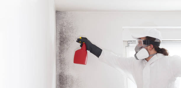 Best Commercial Mold Remediation in West Point, KY